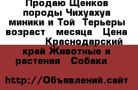 Продаю Щенков породы Чихуахуа миники и Той- Терьеры возраст 2 месяца › Цена ­ 6 000 - Краснодарский край Животные и растения » Собаки   